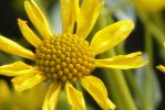 PICTURES/Wildflowers - Desert in Bloom/t_BBF4.JPG